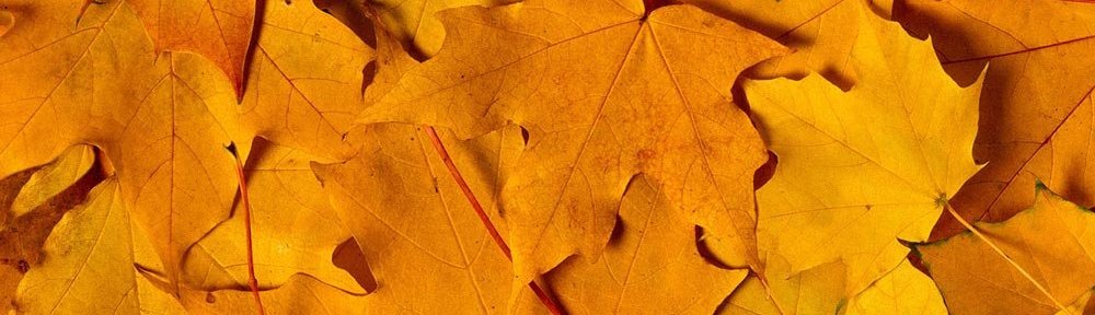 cropped autunno
