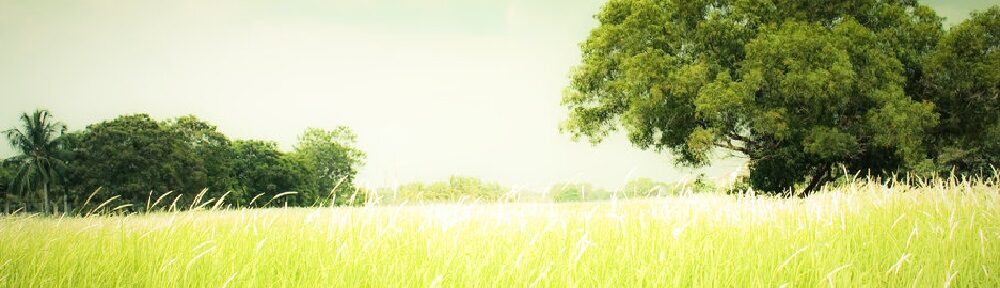 cropped-testata-campo-di-grano-estate-1.jpg