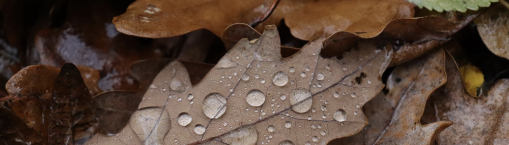 cropped-Screenshot-2024-09-22-alle-11.42.36.png